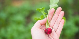 Czy rzodkiewka obniża cholesterol?