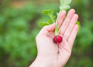 Czy rzodkiewka obniża cholesterol?