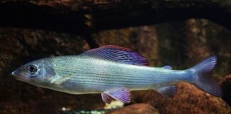 Czy jest halibut hodowlany?