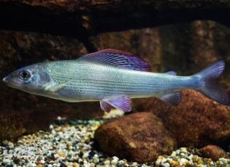 Czy halibut pływa w Bałtyku?