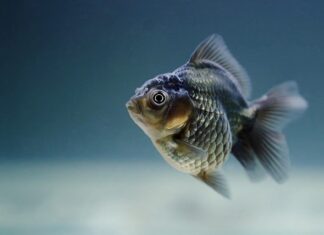 Ile żyje złota rybka w akwarium?