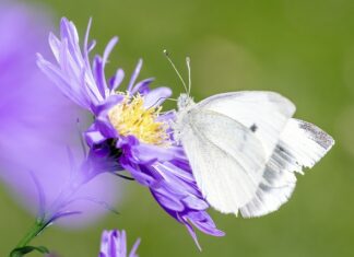 Ile jest gatunków roślin?