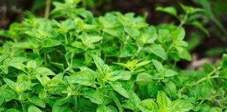 Czy można mieszać oregano z bazylią?