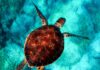 Czy żółwie żyją w Morzu Bałtyckim?