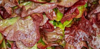 Jak się robi sałatkę warzywną?